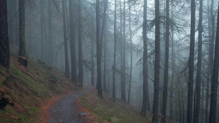 How To Make Accurate Predictions On 99Exch?